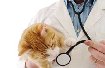 Centro Veterinário São Francisco - Foto 1