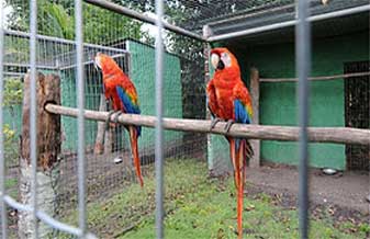 Amigo Dos Bichos - Foto 1