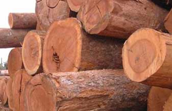 Madeireira Belém Pará - Foto 1