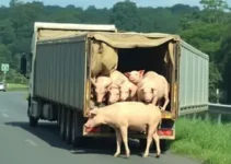 caminhão com carga de porcos