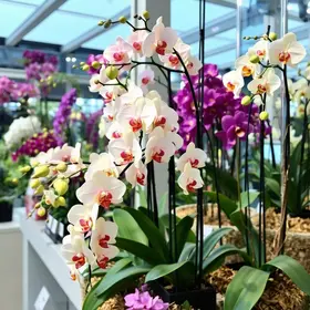 Exposição de Orquídeas