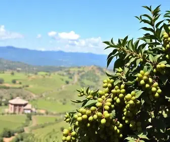 JAH Açaí no Chile